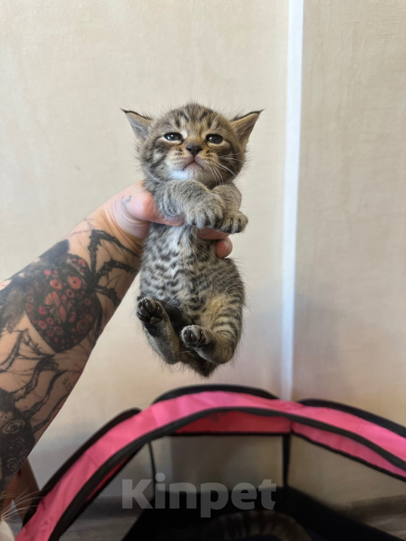 Кошки в Волгограде: Отдаю котят в добрые руки Девочка, Бесплатно - фото 3