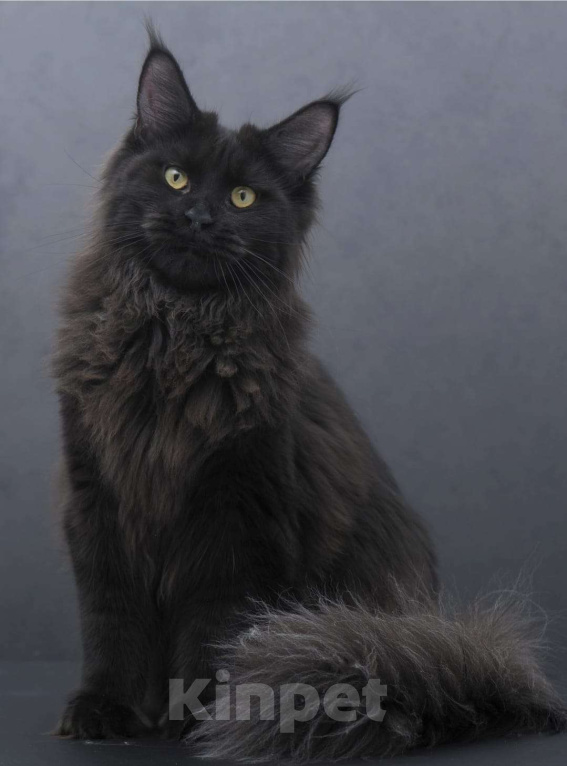 Кошки в Москве: Котенок мейн-кун  Девочка, 35 000 руб. - фото 10