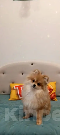 Собаки в Ступино: Померанскиц шпиц(девочка) Девочка, 20 000 руб. - фото 1