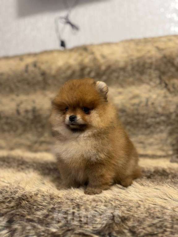 Собаки в Самаре: Мини шпиц Девочка, 85 000 руб. - фото 2