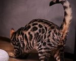 Кошки в Москве: Бенгальский котенок  Мальчик, 35 000 руб. - фото 2