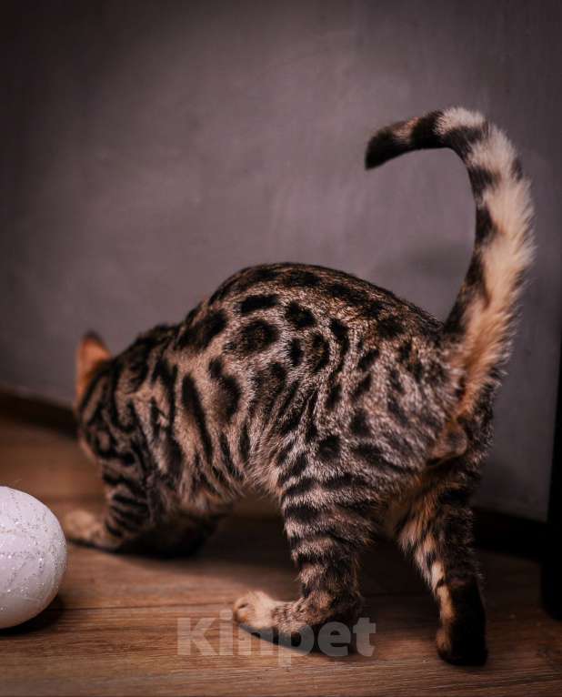 Кошки в Москве: Бенгальский котенок  Мальчик, 35 000 руб. - фото 2