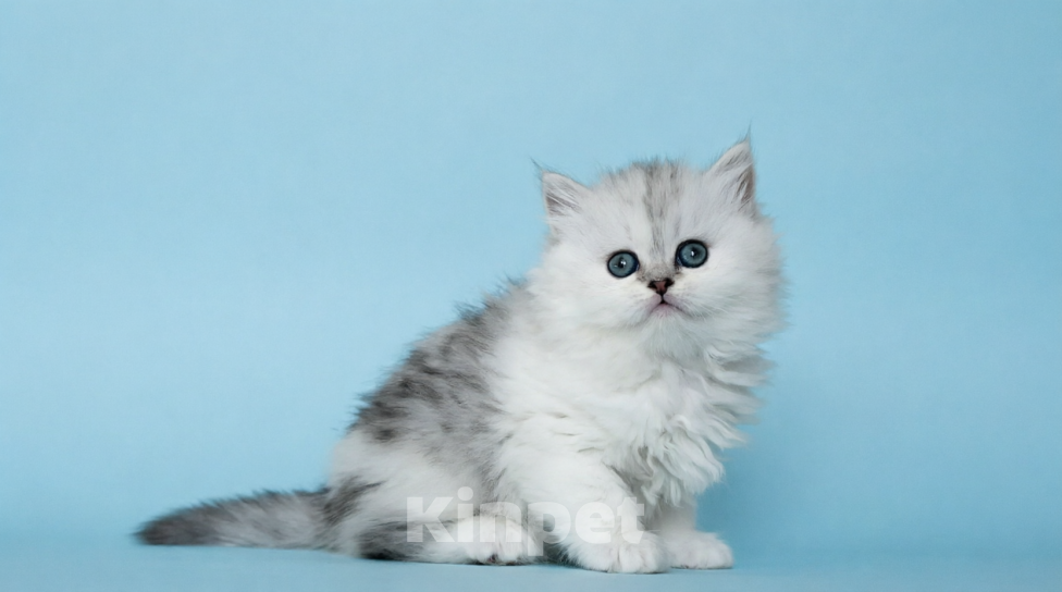 Кошки в Нижнем Новгороде: Шотландская серебристая трехцветная Девочка, 25 000 руб. - фото 1