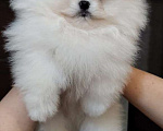 Собаки в Ставрополе: Померанский Шпиц, щенок Мальчик, 80 000 руб. - фото 1