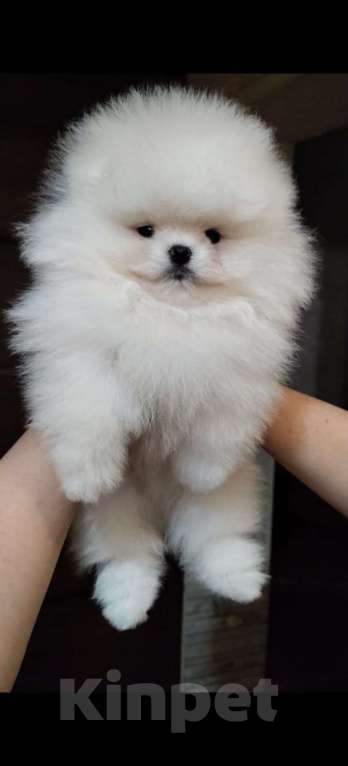 Собаки в Ставрополе: Померанский Шпиц, щенок Мальчик, 80 000 руб. - фото 1