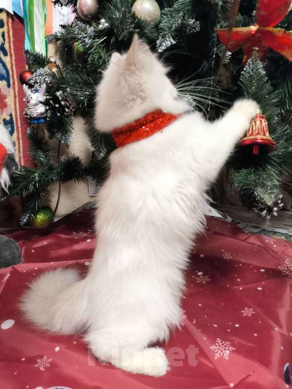 Кошки в Москве: Голубая золотая шиншилла пойнт Мальчик, 40 000 руб. - фото 3