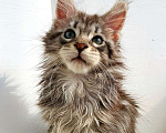 Кошки в Ачинске: Котята Мейн-Кун Мальчик, 45 000 руб. - фото 2