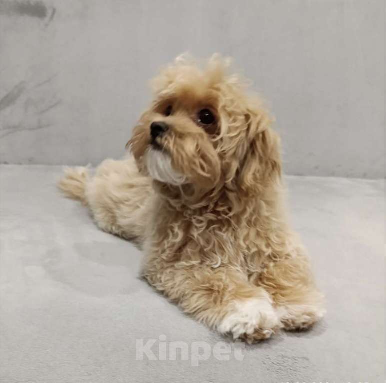 Собаки в Санкт-Петербурге: Мальтипу мальчик ! Мальчик, 80 000 руб. - фото 2