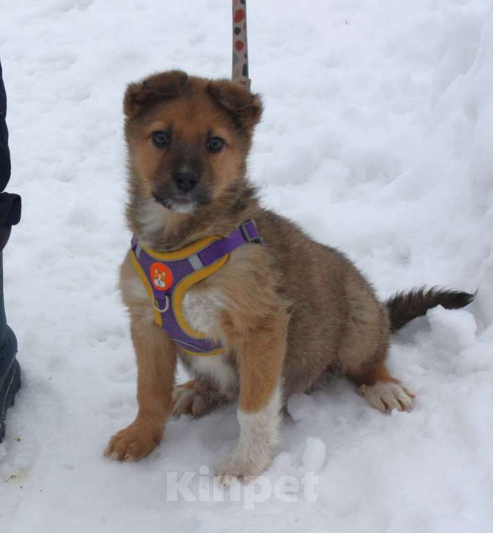 Собаки в Москве: Маленькому щенульке Оскару очень нужны дом и семья Мальчик, Бесплатно - фото 1