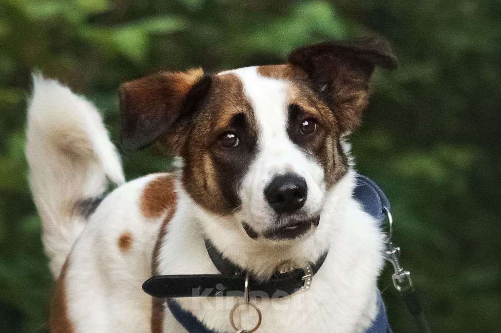 Собаки в Москве: Познакомьтесь с невероятно спокойным и умным Арни! Мальчик, 1 руб. - фото 6