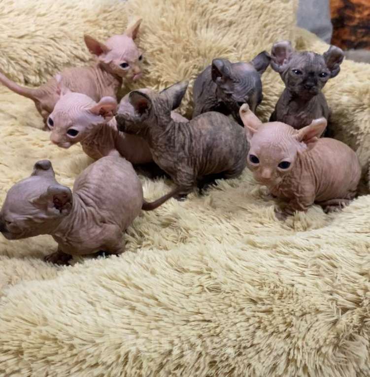 Кошки в Нижнем Новгороде: Котята породы эльф Девочка, 35 000 руб. - фото 1