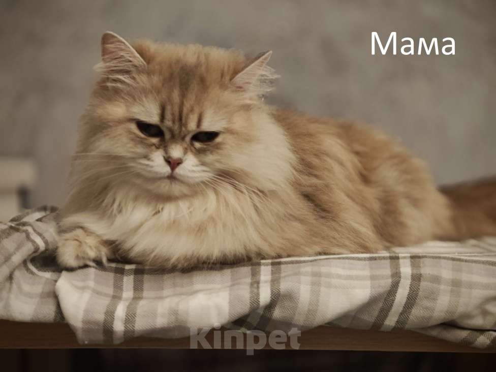 Кошки в Краснодаре: Британцы длинношерстные Разнополые, 11 111 руб. - фото 6