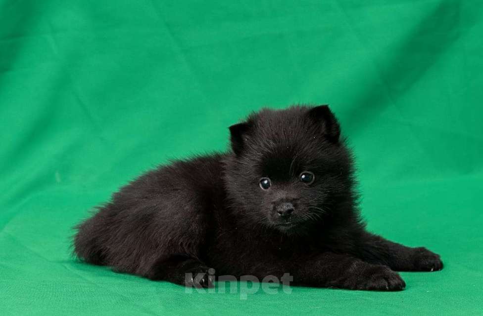 Собаки в Воронеже: Шипперке, мальчик Мальчик, 60 000 руб. - фото 1