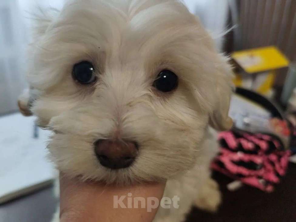 Собаки в Воронеже: Мальтипу мальчик Мальчик, 45 000 руб. - фото 2