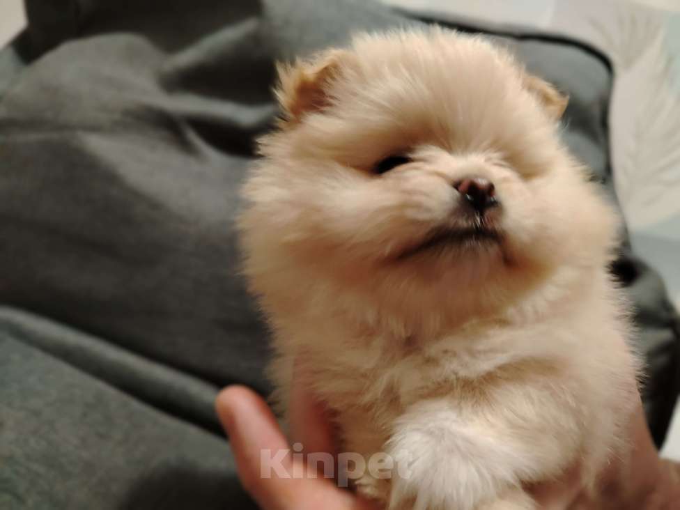 Собаки в Москве: микро щенок шпиц Мальчик, 85 555 руб. - фото 3