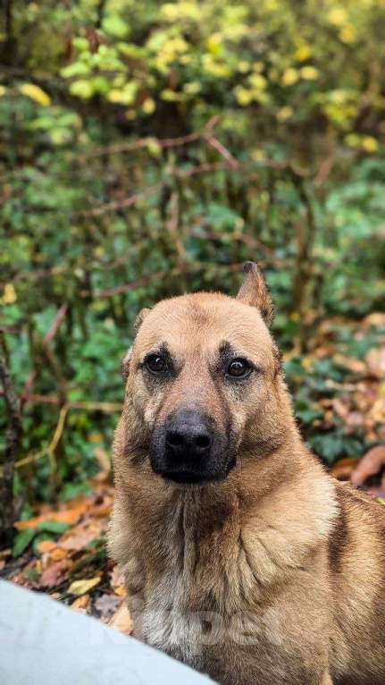 Собаки в других городах Краснодарского края: Гоча из приюта Поводог Сочи (отправим в любой город) Мальчик, Бесплатно - фото 4