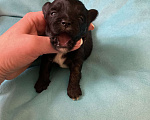 Собаки в Москве: Чёрный йорк мальчик под резерв Мальчик, 80 000 руб. - фото 3