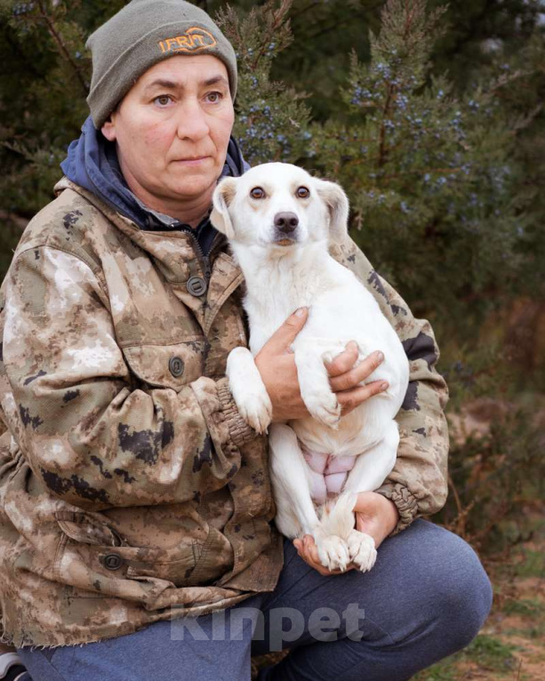 Собаки в Москве: В добрые руки Девочка, Бесплатно - фото 2
