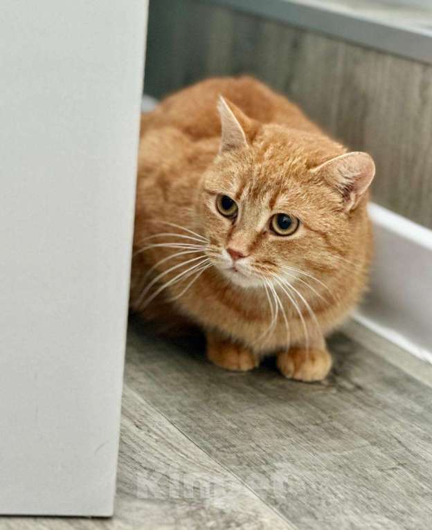 Кошки в Москве: Рыжая красотка с характером срочно ищет дом! Девочка, Бесплатно - фото 6