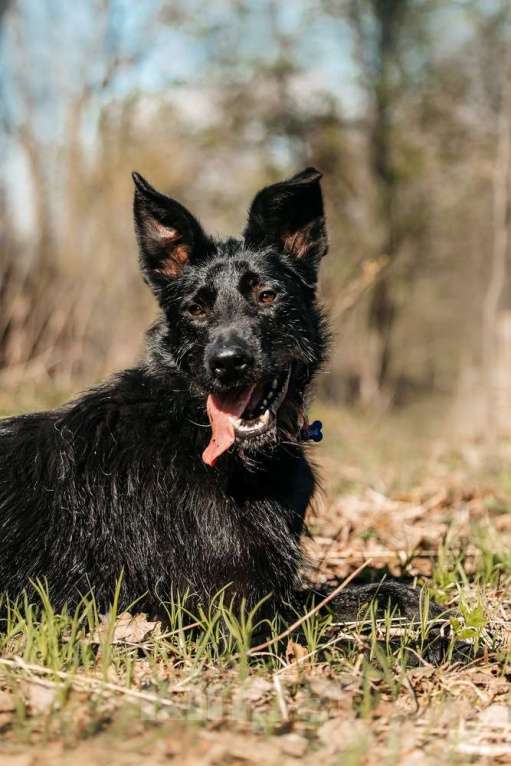 Собаки в Москве: Заберите меня, пожалуйста Мальчик, 1 руб. - фото 3