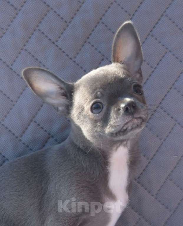 Собаки в Балахне: Чихуахуа Мальчик, Бесплатно - фото 5