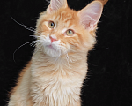 Кошки в Санкт-Петербурге: Красный мальчик Мейн кун Мальчик, Бесплатно - фото 1