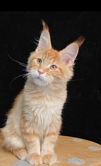 Красный мальчик Мейн кун