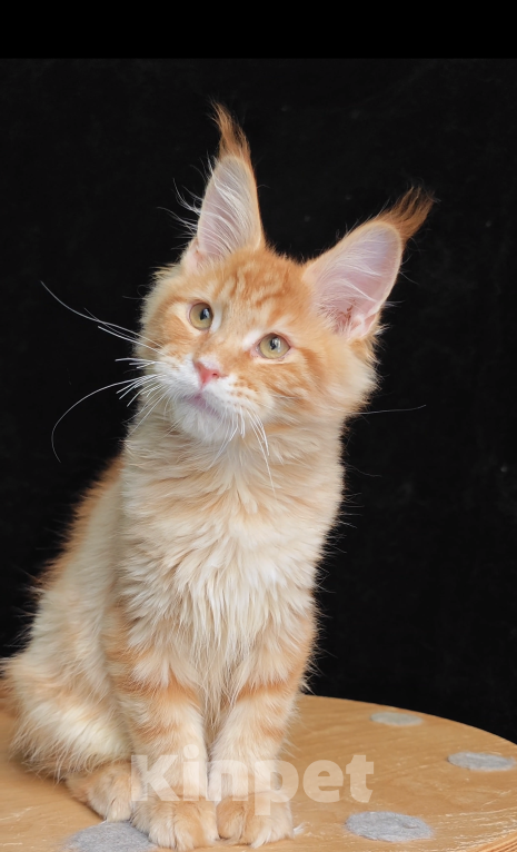 Кошки в Санкт-Петербурге: Красный мальчик Мейн кун Мальчик, Бесплатно - фото 1