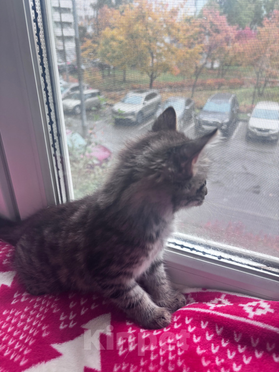 Кошки в Москве: Котенок в добрые руки Мальчик, Бесплатно - фото 6