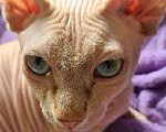 Кошки в Починке: Сфинкс для вязки, Бесплатно - фото 3