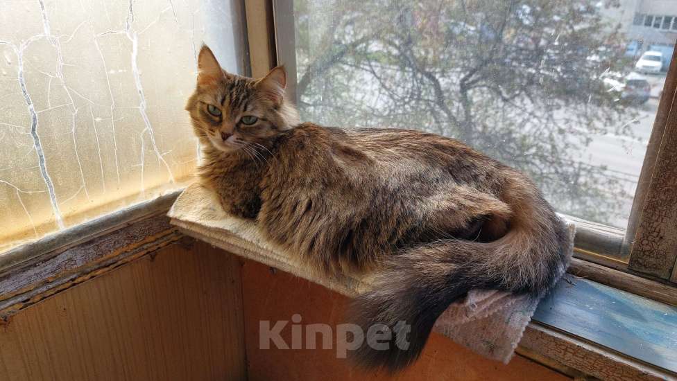 Кошки в Екатеринбурге: Потерялась кошка Девочка, 500 руб. - фото 4