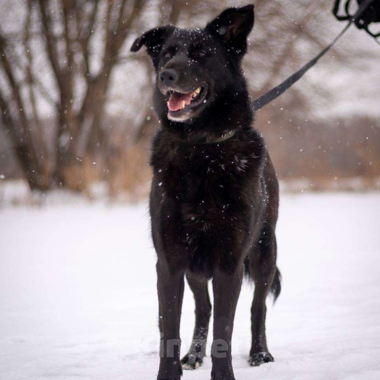 Собаки в Москве: Дени Девочка, Бесплатно - фото 4