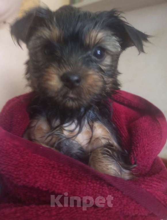 Собаки в Москве: Продаю щенка Мальчик, 45 000 руб. - фото 4