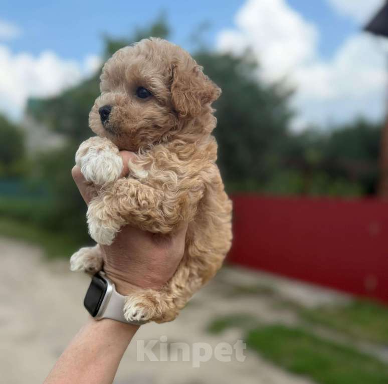 Собаки в Котельнике: Мальтипу девочка Девочка, 180 000 руб. - фото 8