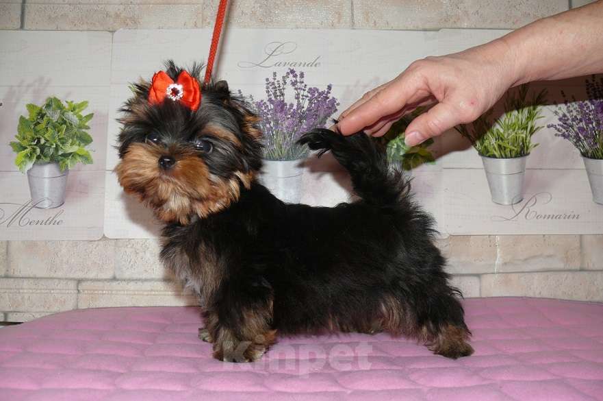 Собаки в Королеве: Мини девочка йорк Девочка, 100 000 руб. - фото 3