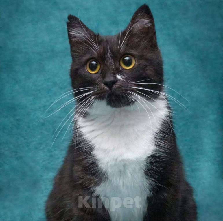 Кошки в Москве: Самая ласковая на свете кошечка Машенька ищет дом! Девочка, Бесплатно - фото 2