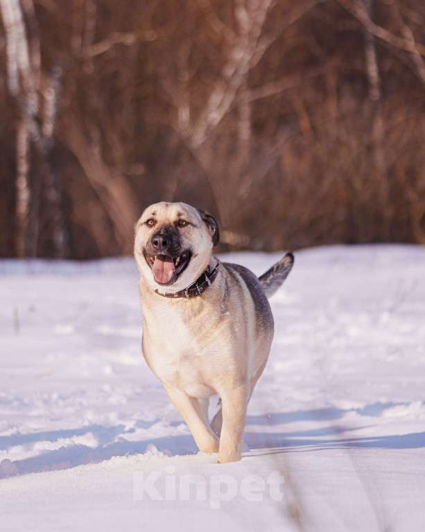 Собаки в других городах Московской области: Два веселых брата в поиске дома и любящих хозяев Мальчик, Бесплатно - фото 8
