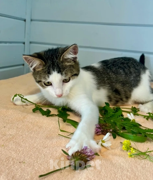 Кошки в Москве: Котёнок в добрые руки Девочка, Бесплатно - фото 3
