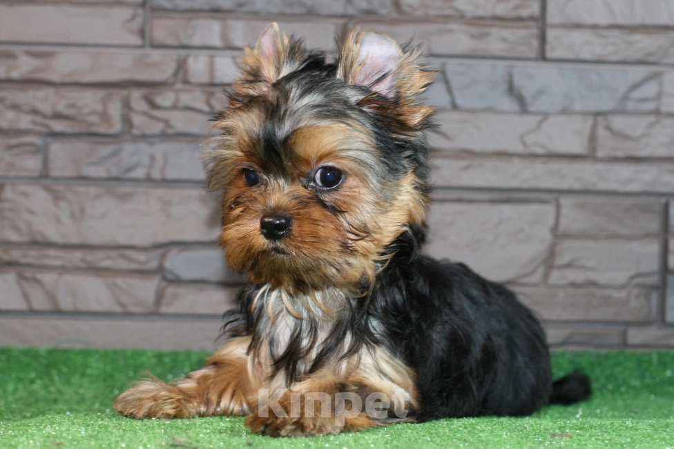 Собаки в Голицыно: Мальчик с мордочкой беби фейс  Мальчик, 50 000 руб. - фото 2