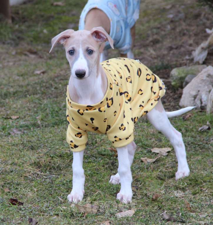 Собаки в Москве: Красавица Карелия Девочка, Бесплатно - фото 4