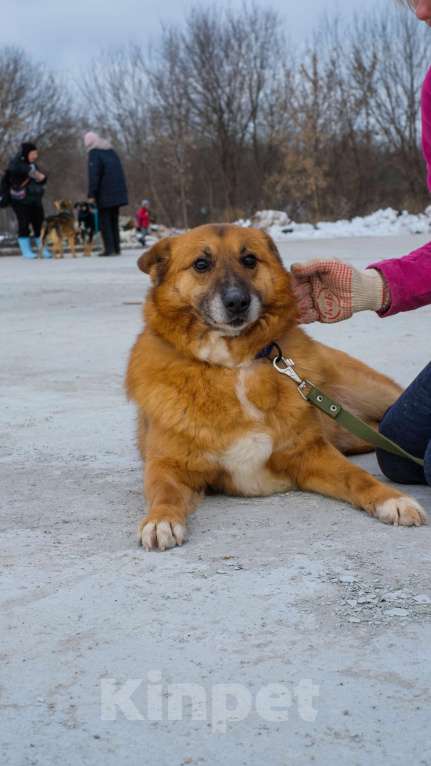 Собаки в Москве: Очаровательный Рыжуня ищет семью Мальчик, Бесплатно - фото 7
