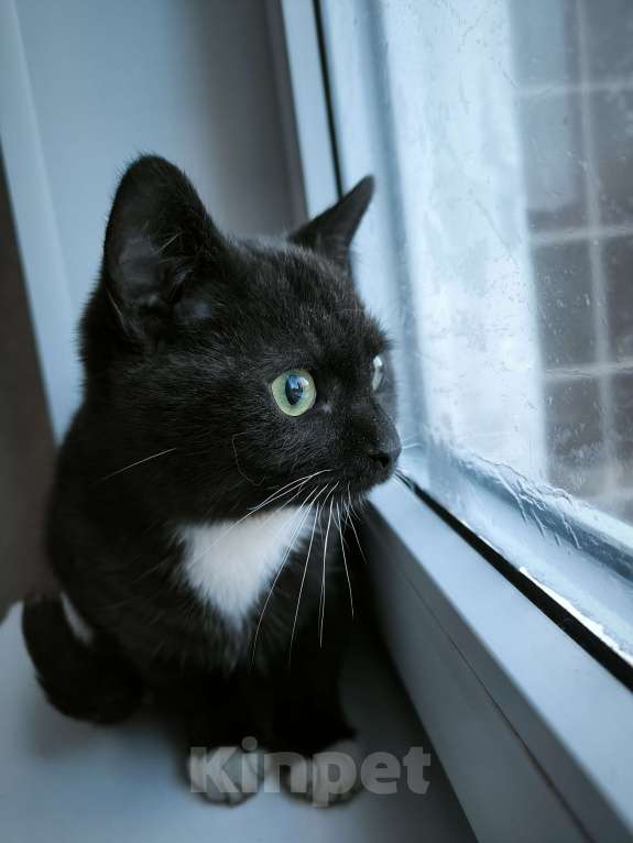 Кошки в Санкт-Петербурге: Активный, ласковый мальчик 4 мес Мальчик, Бесплатно - фото 3