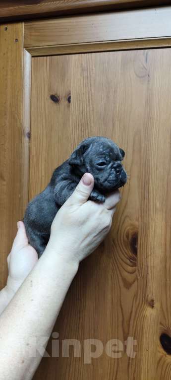 Собаки в других городах Алтайского края: Щенки продаются мальчики и девочки Мальчик, 35 000 руб. - фото 1