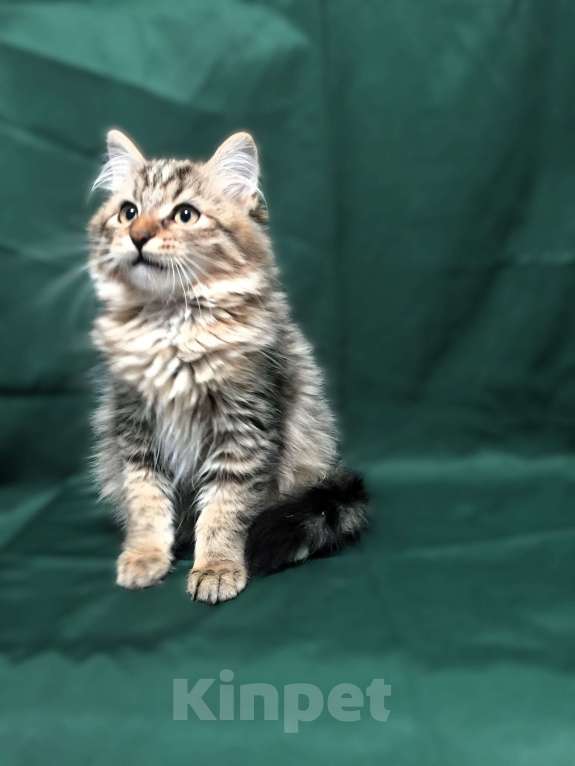 Кошки в Санкт-Петербурге: Сибирские котята Мальчик, 45 000 руб. - фото 5