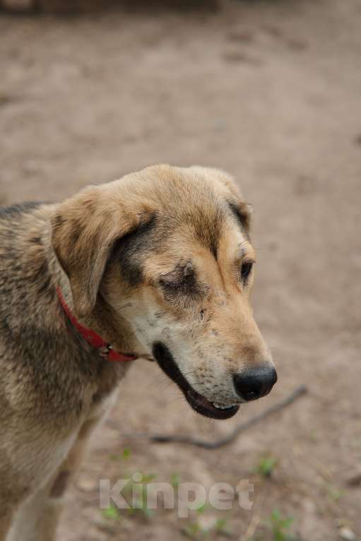 Собаки в Москве: Лола Девочка, Бесплатно - фото 2