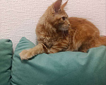 Кошки в Симферополе: Котята Мейн-кун Девочка, 20 000 руб. - фото 5