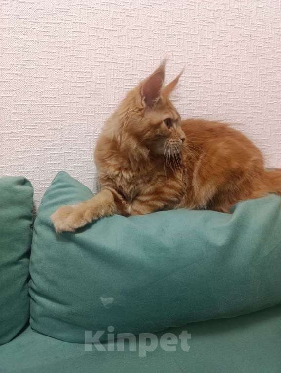 Кошки в Симферополе: Котята Мейн-кун Девочка, 20 000 руб. - фото 5