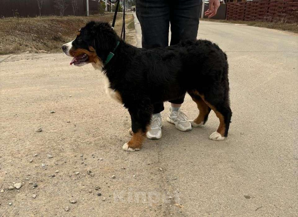 Собаки в Ижевске: Девочка бернский зенненхунд Девочка, 100 000 руб. - фото 5