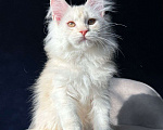 Кошки в Москве: Девочка мейн кун Девочка, 20 000 руб. - фото 3