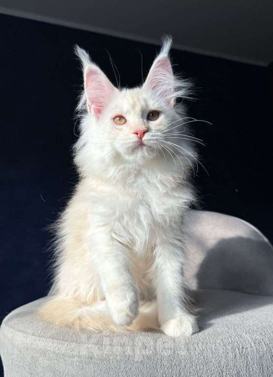 Кошки в Москве: Девочка мейн кун Девочка, 20 000 руб. - фото 3